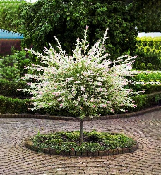 Willow - Hakuro Nishiki