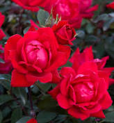 Rose - Double Red Knockout