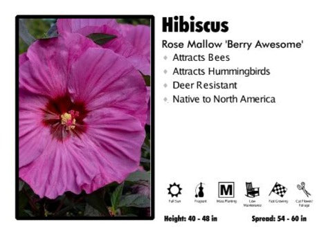 Hibiscus 'Berry Awesome' Rose Mallow