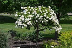 Rose of Sharon - Diana Althea