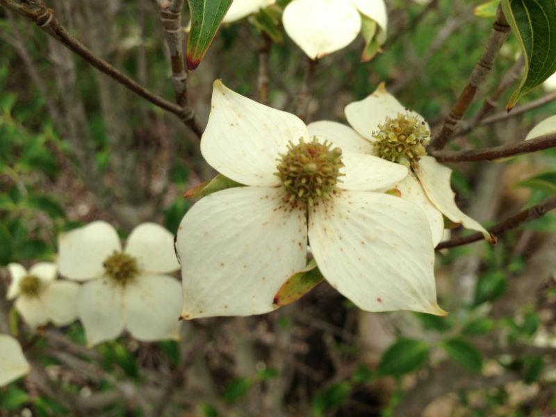 Dogwood - Korean White
