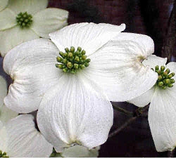 Dogwood - Cherokee Princess