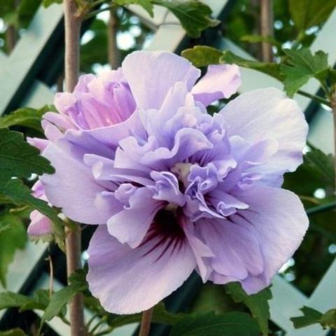 lavender rose tree Rose of Sharon