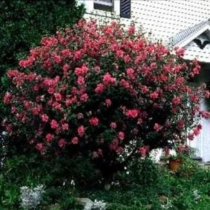 Rose of Sharon - Double Red