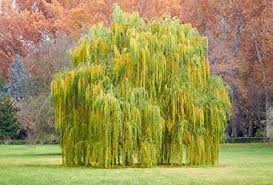 Willow - Green Weeping