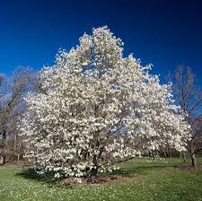 Magnolia - Sweetbay