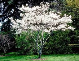 Serviceberry - Shadblow