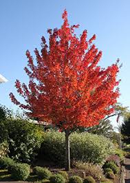 Maple - Red Point