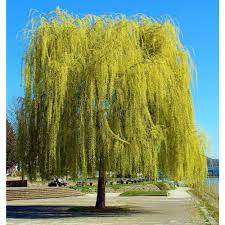 Niobi Weeping Willow