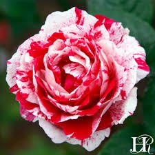 Rose - Scentimental Floribunda