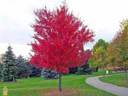 Maple - Autumn Blaze