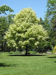 Maple - Silver Variegated Norway