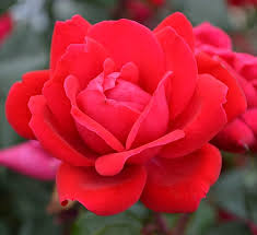Rose - Red Knockout