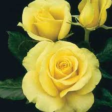 Rose - St. Patrick Hybrid Tea
