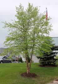 River Birch - Heritage