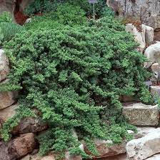 Juniper - Dwarf Japanese Garden