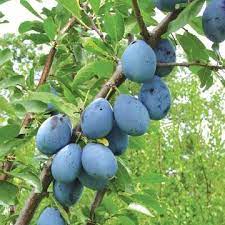 Plum - Stanley Semi Dwarf Prune