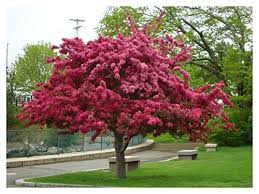 Crabapple - Prairiefire Pink Flowering