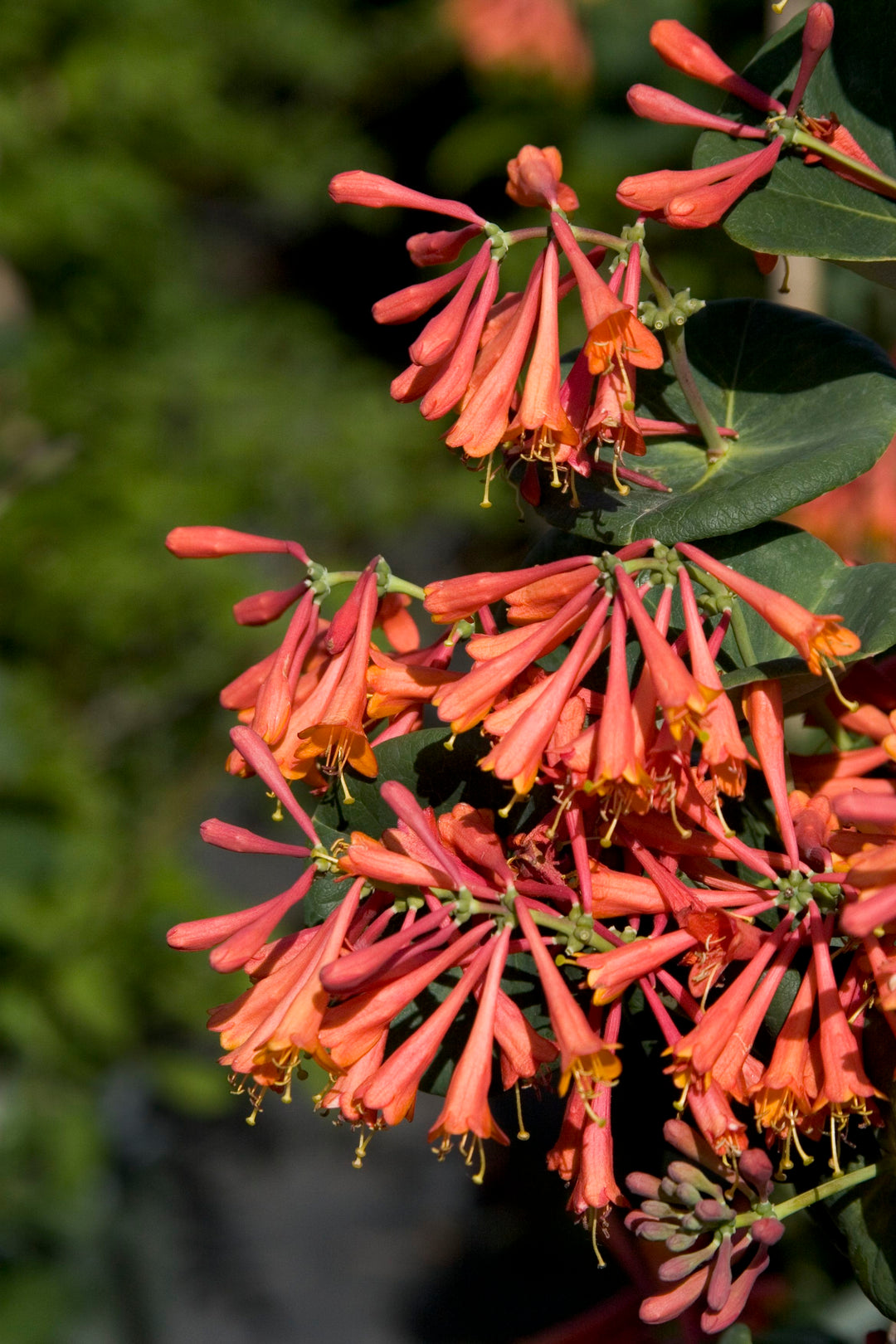 Honeysuckle - Dropmore Scarlet