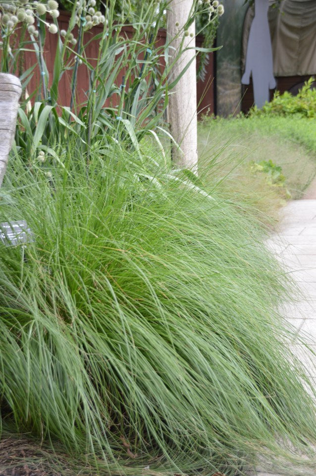 Grass - Prairie Dropseed