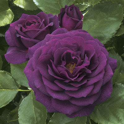 Rose - Ebb Tide Floribunda