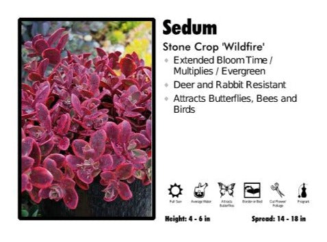 Sedum 'Wildfire' Stone Crop