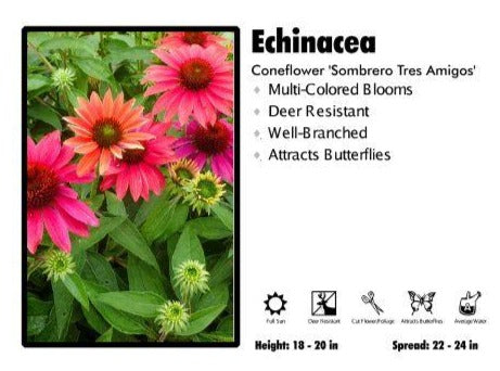 Echinacea  ‘Sombrero Tres Amigos’ Coneflower