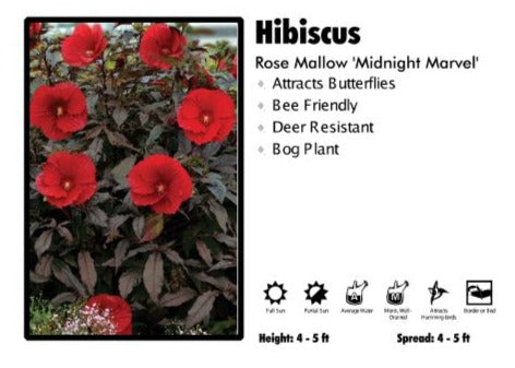 Hibiscus - Midnight Marvel