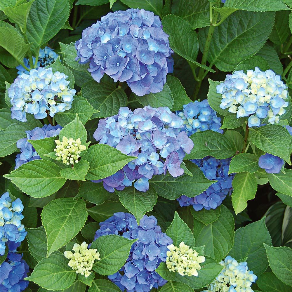 5 hydrangea plants flowers home plant perennial viburnum seeds Hydrangea