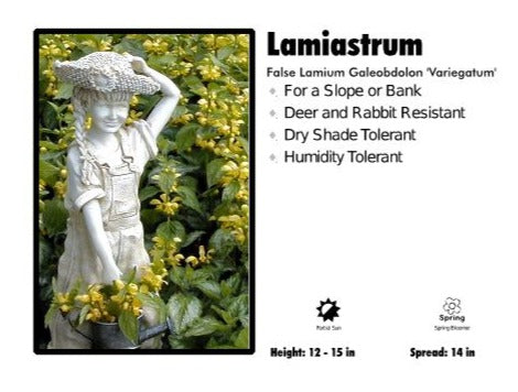Lamiastrum 'Galeobdolon Variegated' False Lamium