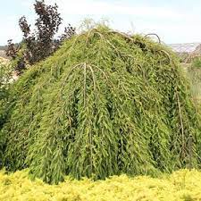 Bald Cypress - Falling Waters