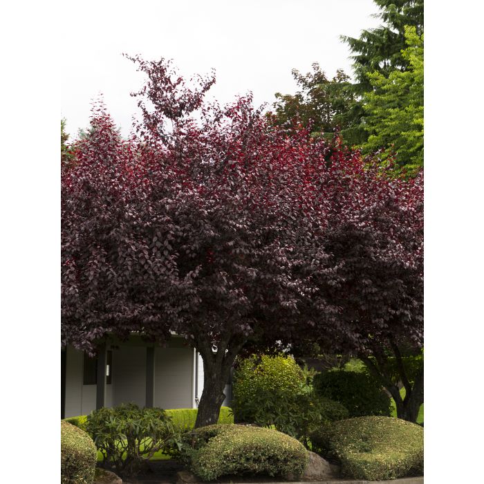 Plum - Krauter Vesuvius Flowering