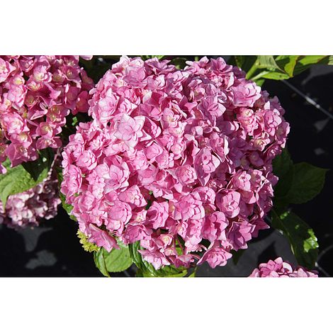 Hydrangea - Forever Together