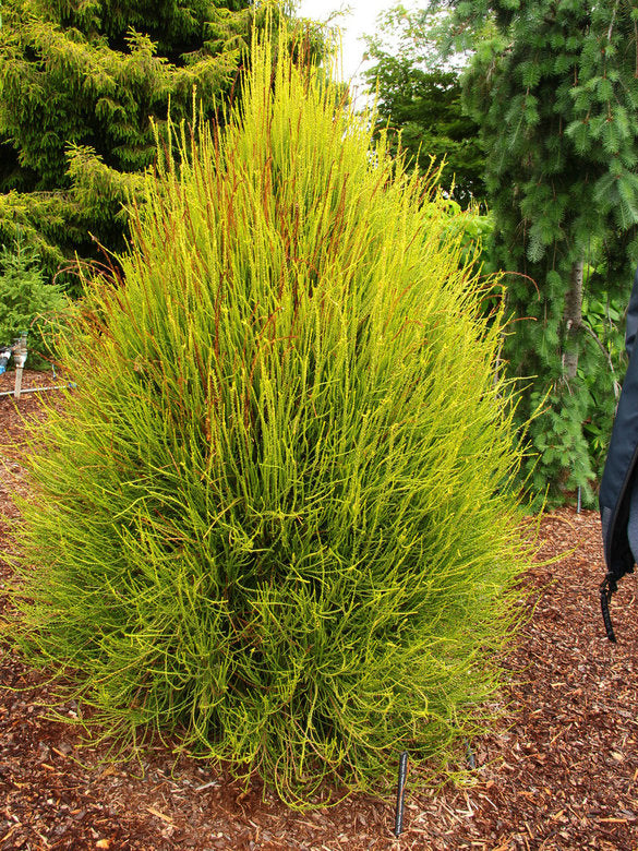 Arborvitae - Franky Boy Oriental