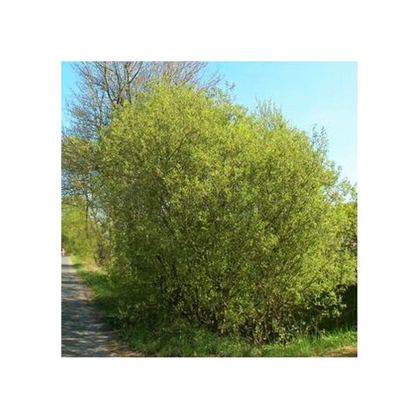 Pussywillow - French Pink