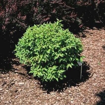 Red Twig Dogwood - Red Gnome