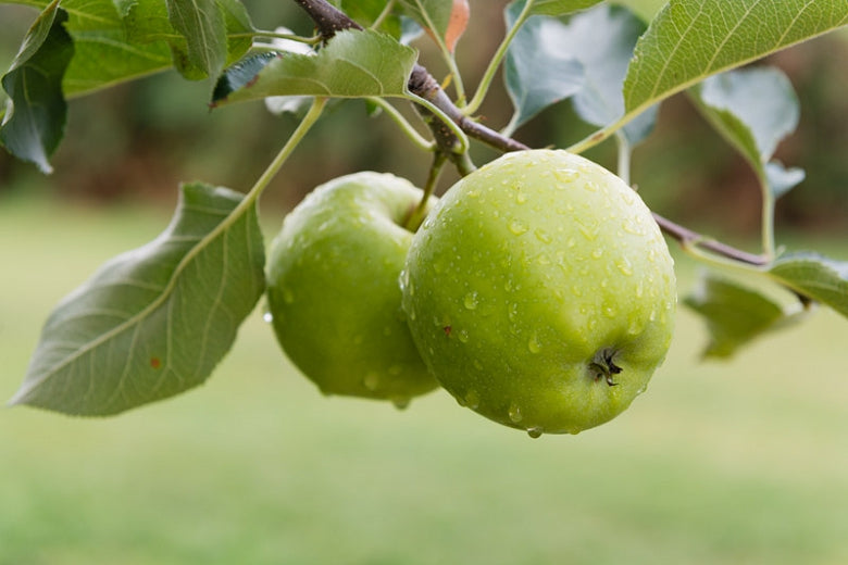 Apple - Granny Smith Semi Dwarf Green