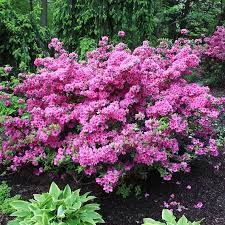 Azalea - Herbert Lavender