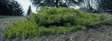 Pine Hillside Creeper Scotch