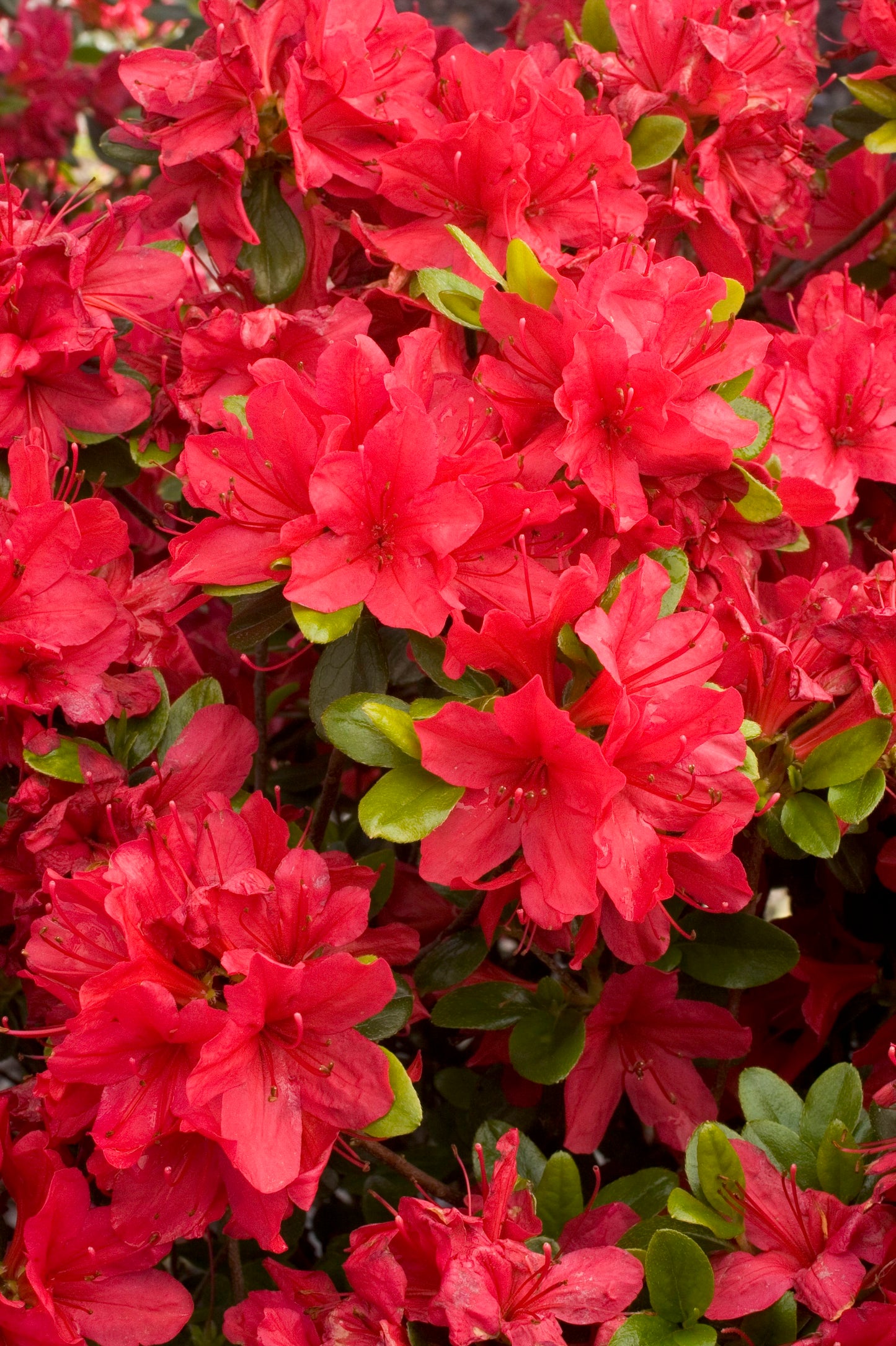 Azalea - Hino Crimson Red
