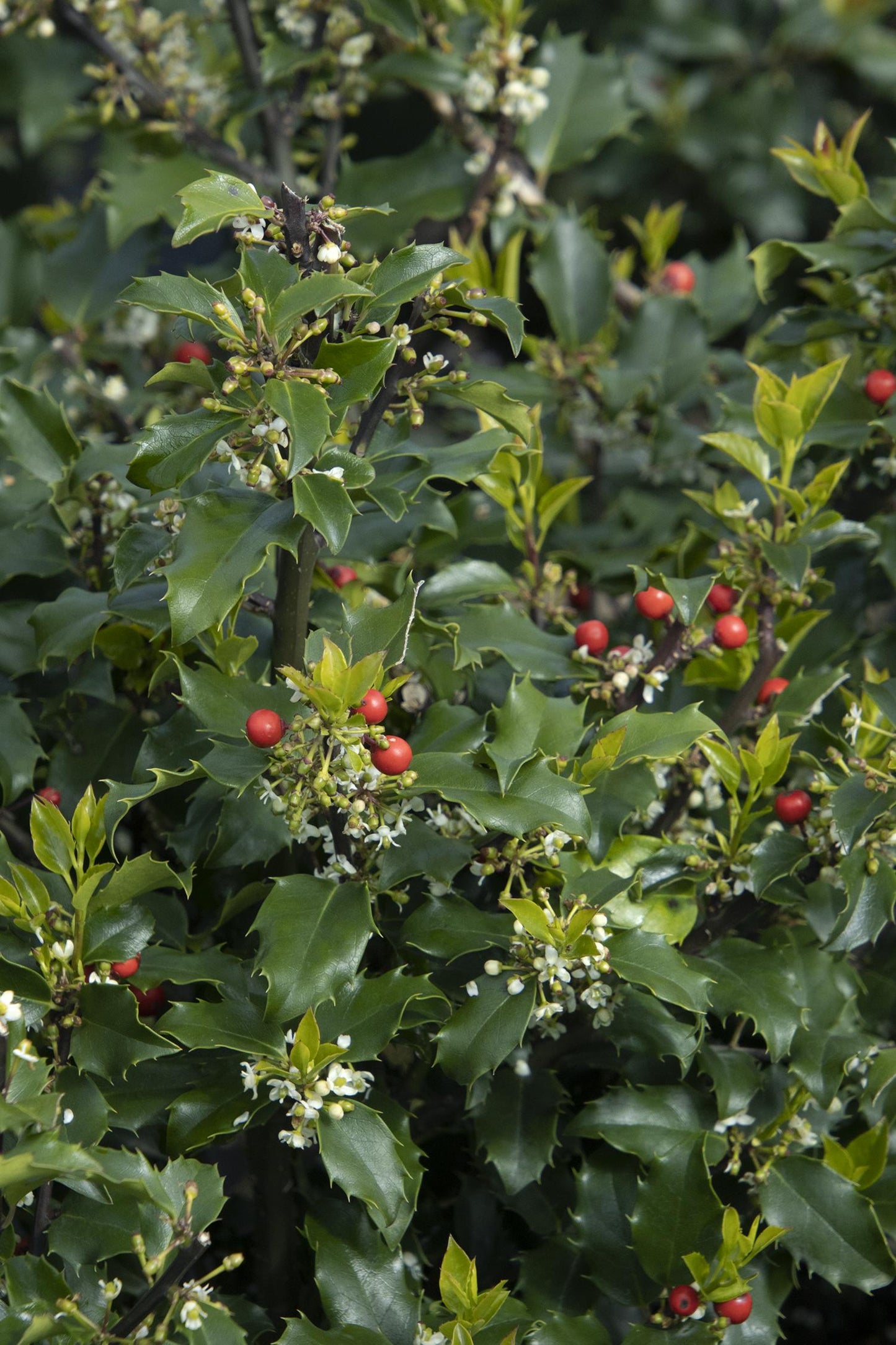 Holly - Blue Princess