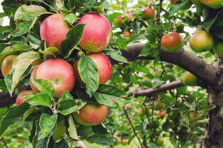 Apple - Honeycrisp Semi Dwarf