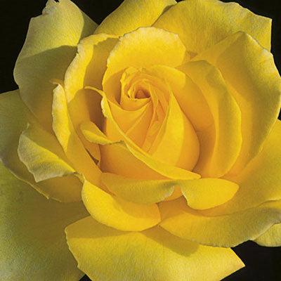 Rose - Hotel California Hybrid Tea