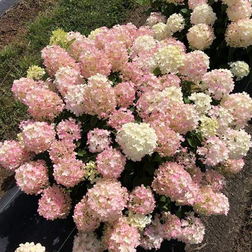 Hydrangea - Fire Light Tidbit