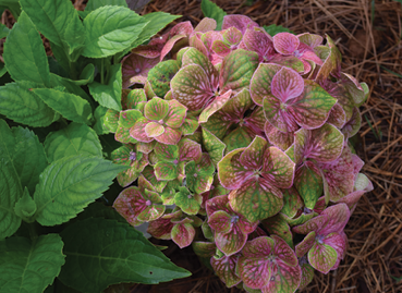 Hydrangea - Froggie