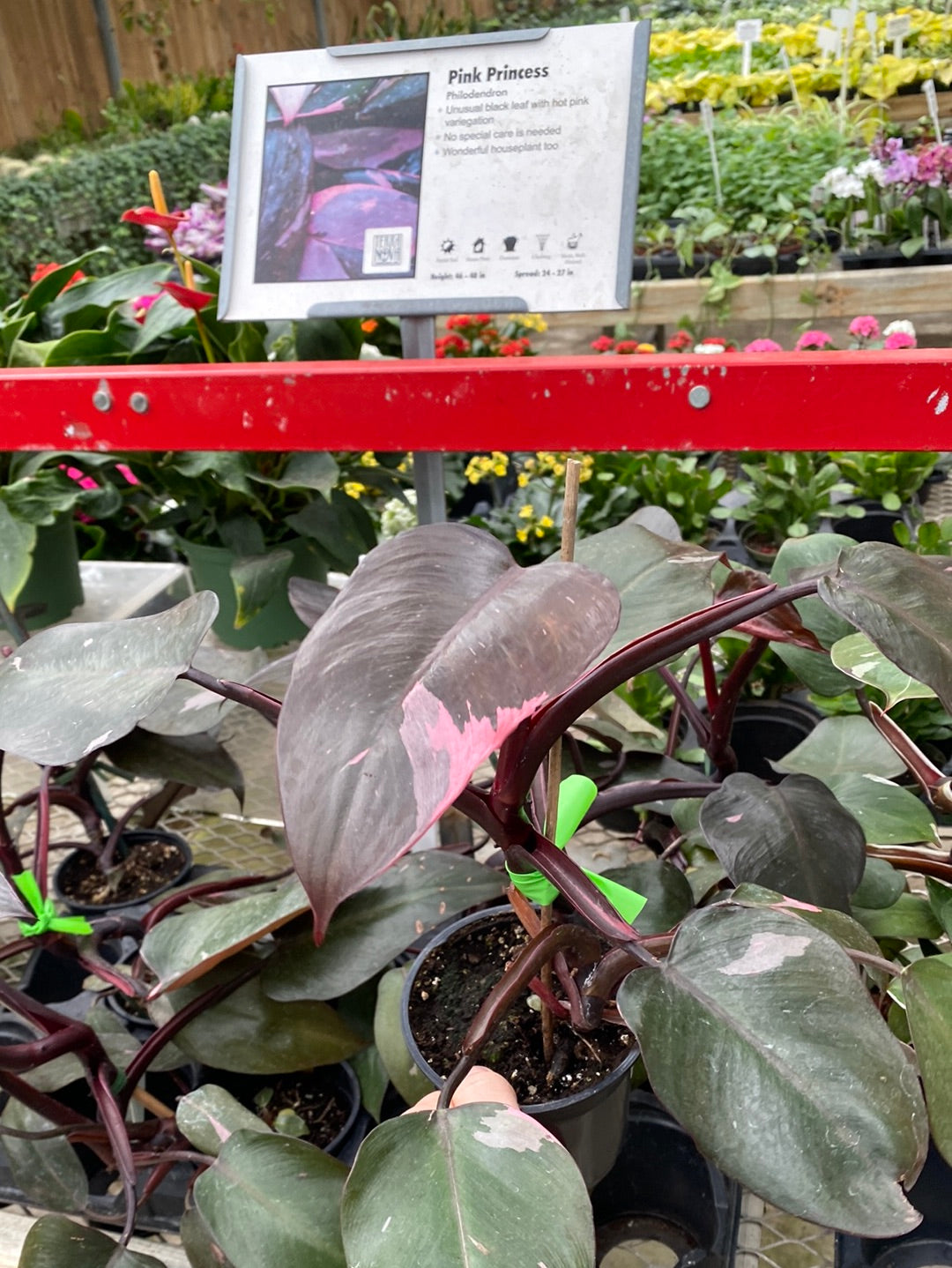 4 pink princess philodendron 4" Philodendron Pink Princess