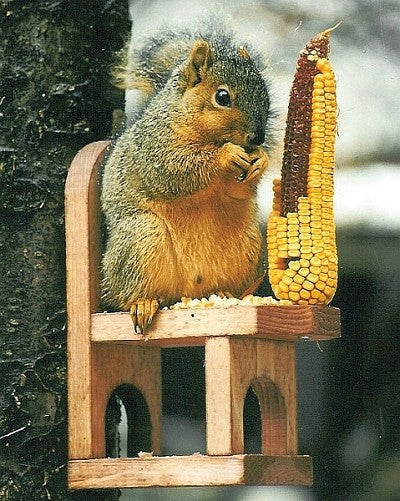 Squirrel Chair