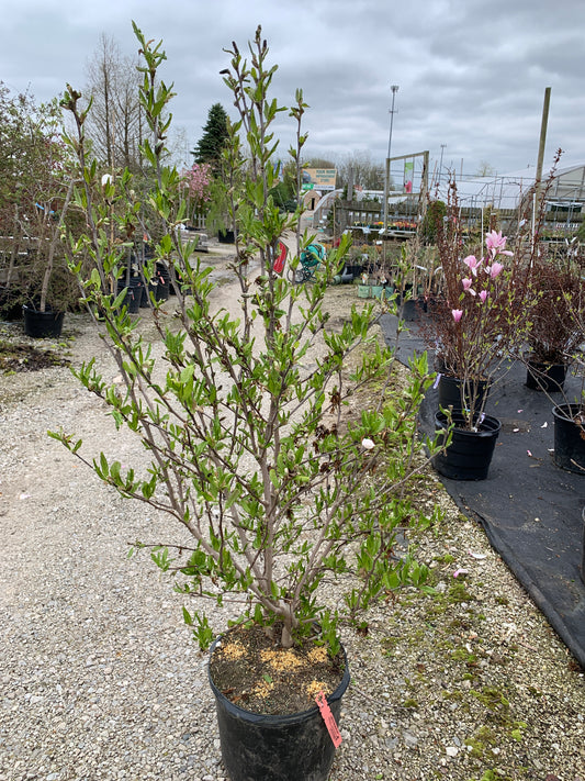 Magnolia - Royal Star