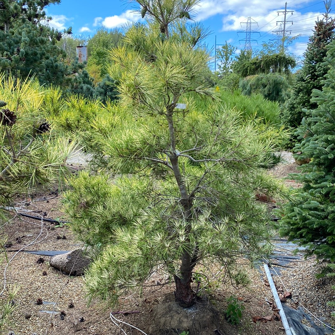 Pine - Dragon's Eye Red