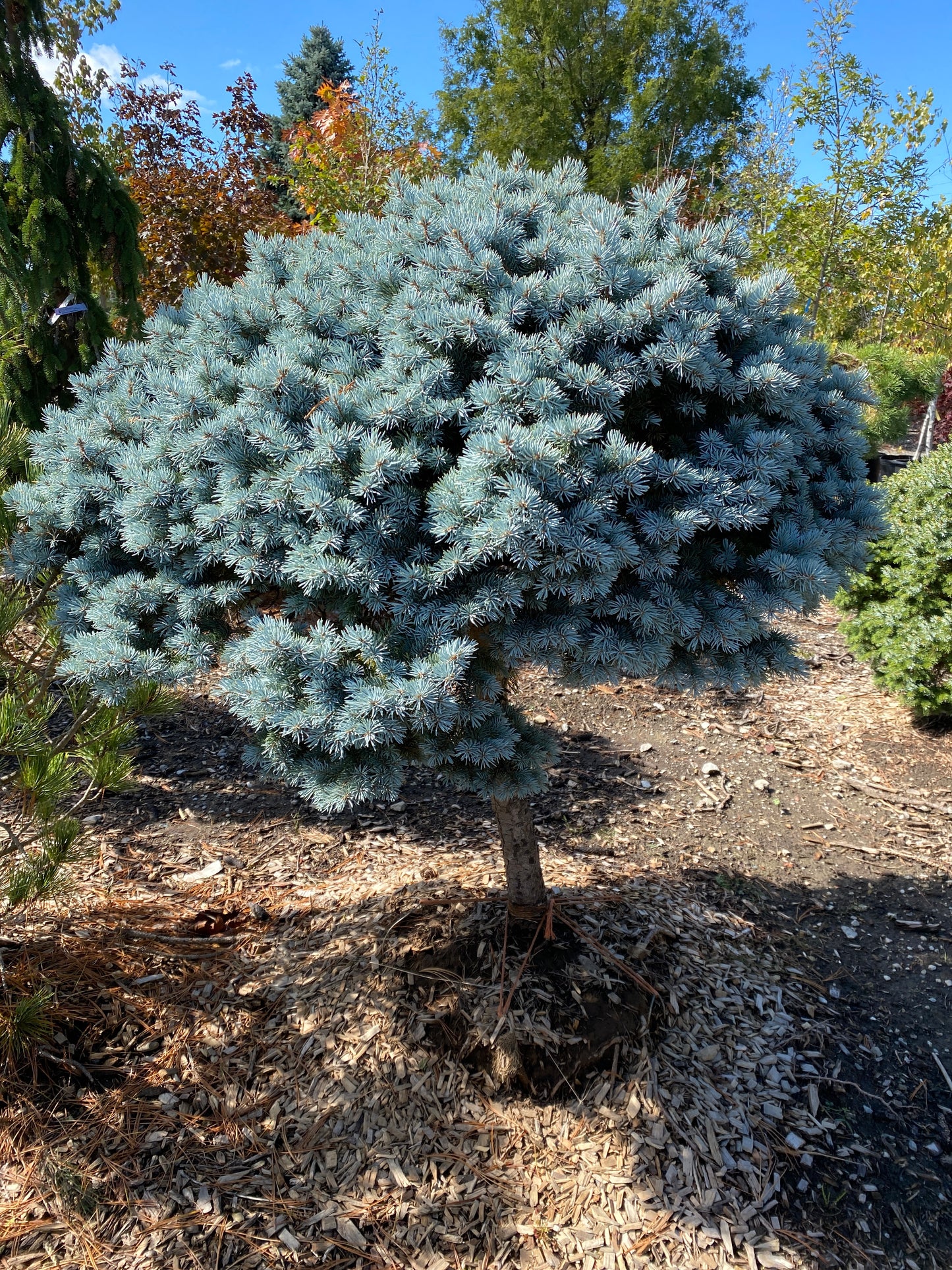 Spruce - Dwarf Globe Blue